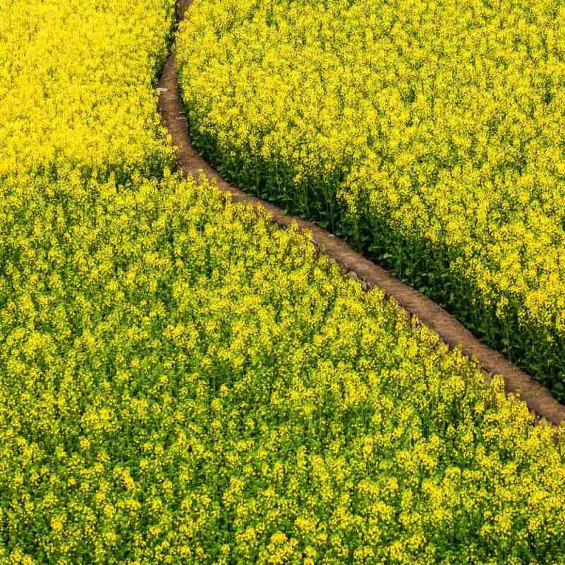 Bright yellow mustard field with a winding dirt path, perfect for garden lawncare landscape