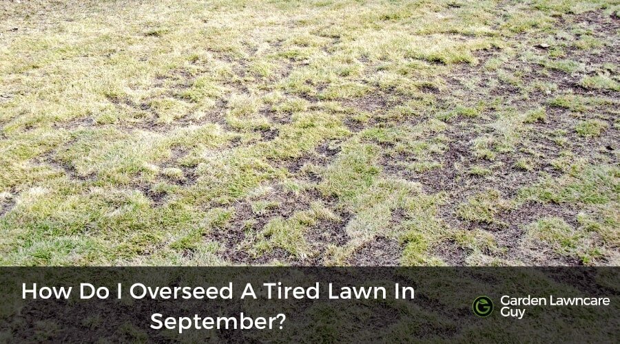 How do I overseed a tired summer lawn in September? UK Guide