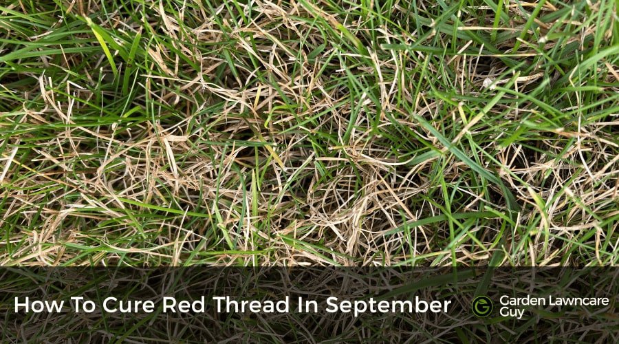 How to cure red thread in September on a UK lawn