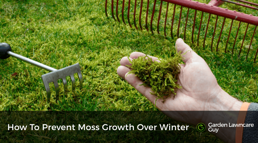 How to prevent moss growth over winter in the UK