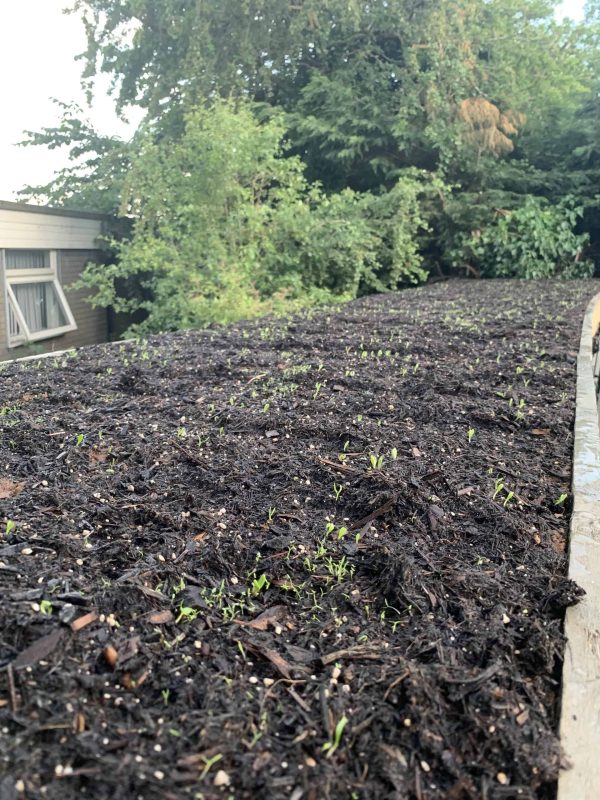 Image #2 from Yolanda Bonilla