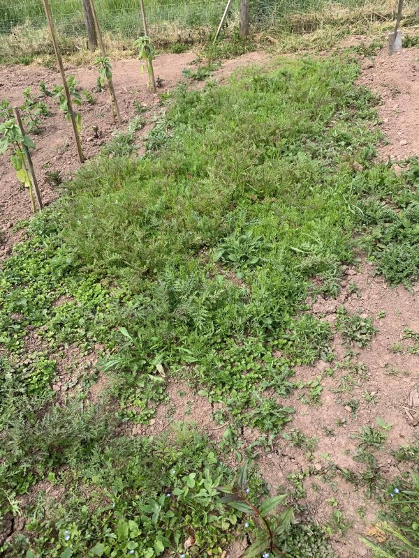 Image #2 from Jane Griffiths