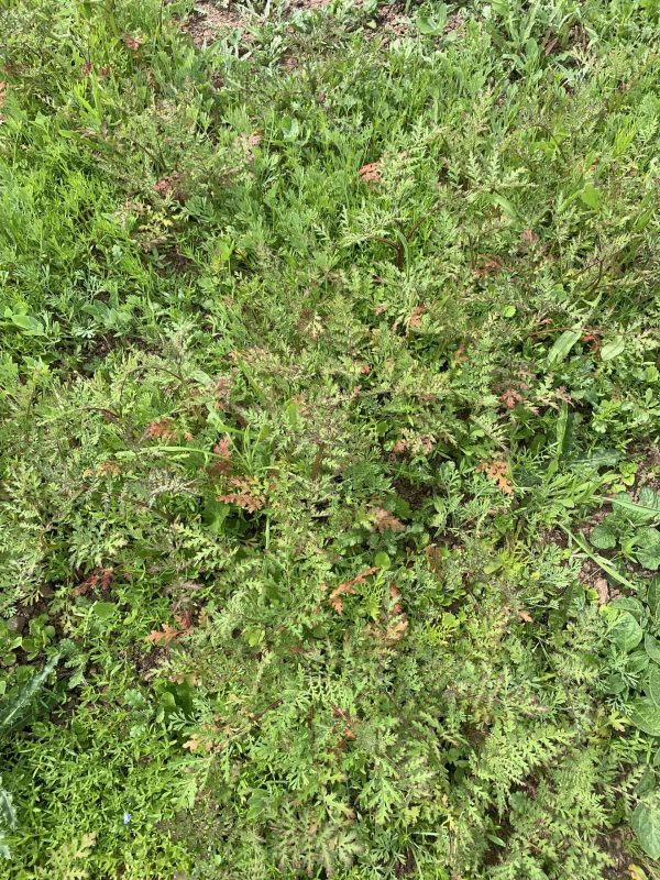 Image #1 from Jane Griffiths