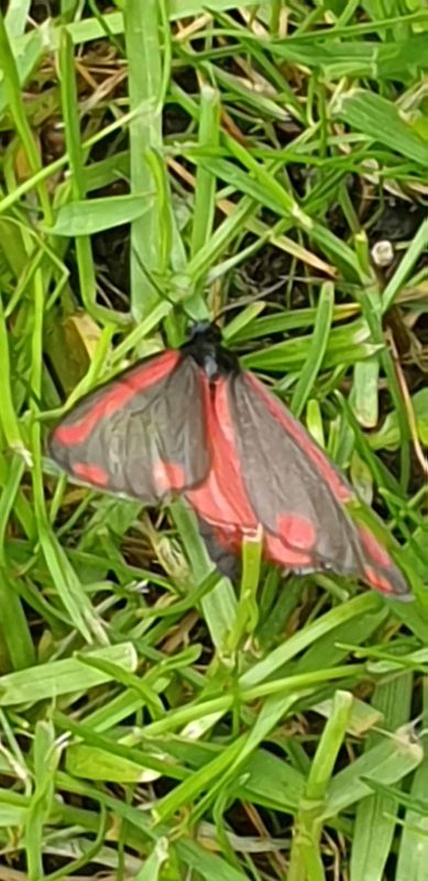 Image #4 from Colin Finlayson