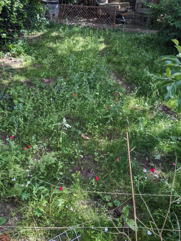 Image #2 from Alice Kelly