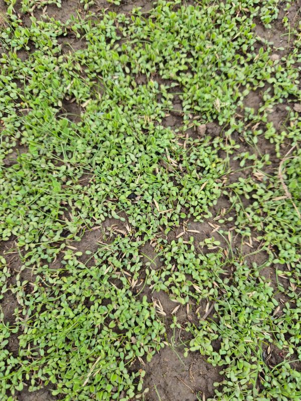 Image #3 from AMANDA BULUT