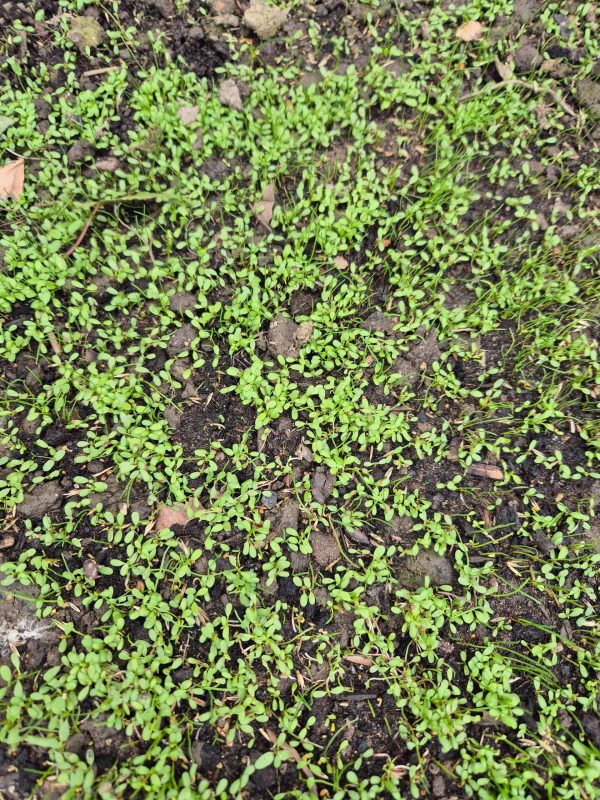 Image #4 from AMANDA BULUT