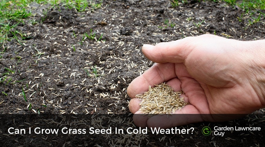 Can I Grow Grass Seed In Cold Weather