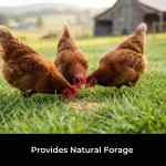 seed-chicken (3)
