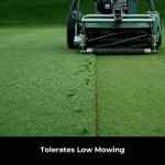 Premium grass seed for front lawns and show turf
