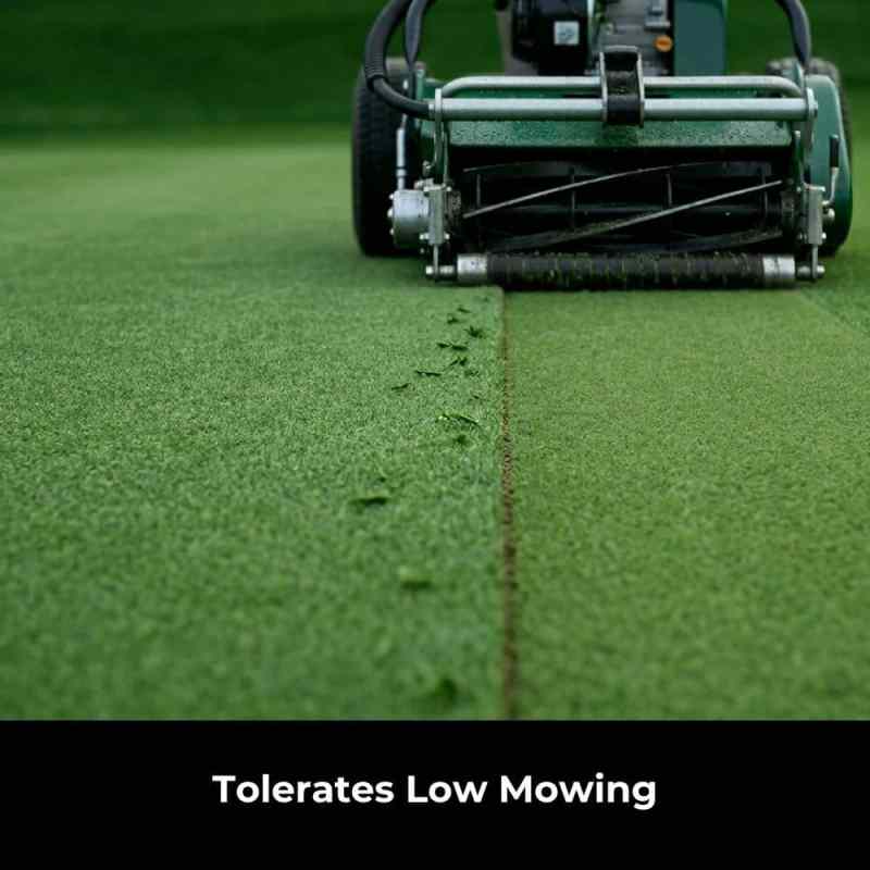 Premium grass seed for front lawns and show turf