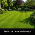 Ornamental lawn seed for dense refined garden turf