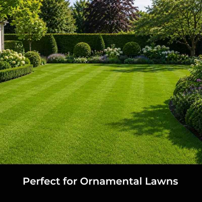 Ornamental lawn seed for dense refined garden turf