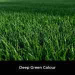close up of kentucky blue grass