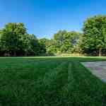 Poa pratensis grass seed for UK lawns