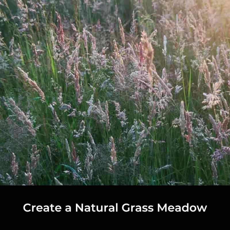 seed-wildmix Fine leaved meadow grass seed for wildlife gardens
