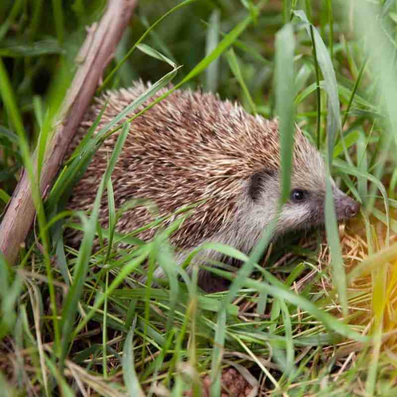 Wildlife garden seed mix for pollinators and birds