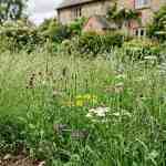 Habitat wildflower seed mix with grasses for rewilding