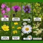 Garden Lawncare Guy waterside wildflower seed 20g