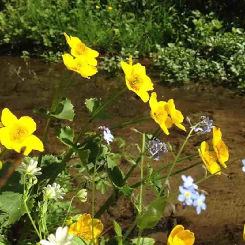 Wildflower seeds for wet meadow and waterside planting